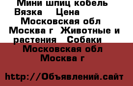 Мини шпиц кобель. Вязка. › Цена ­ 5 000 - Московская обл., Москва г. Животные и растения » Собаки   . Московская обл.,Москва г.